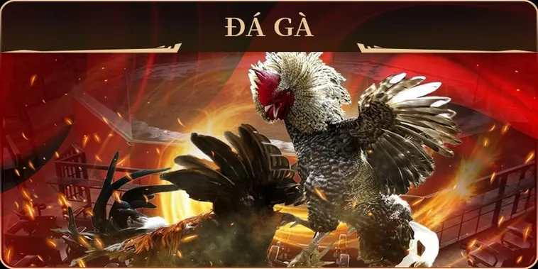 Chơi Đá Gà GA28 7Ball Ngay Hôm Nay Để Rinh Thưởng Lớn