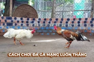 Tham Gia Đá Gà Sabong 7Ball Ngay Để Trải Nghiệm Thắng Lớn