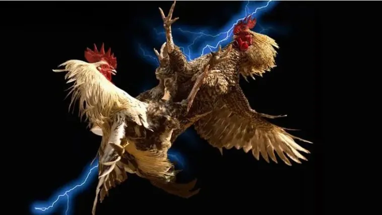 Đá Gà 7Ball Đỉnh Cao Giải Trí Tham Gia Ngay Nhận Thưởng Lớn