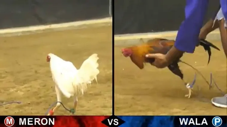 Tham Gia Đá Gà Sabong 7Ball Ngay Để Trải Nghiệm Thắng Lớn